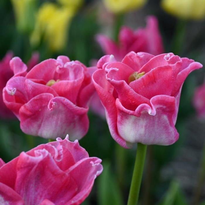 Tulipa 'Crown of Dynasty'  plant