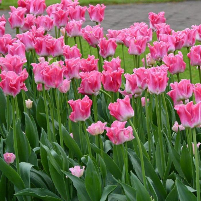 Tulipa 'Crown of Dynasty'  plant