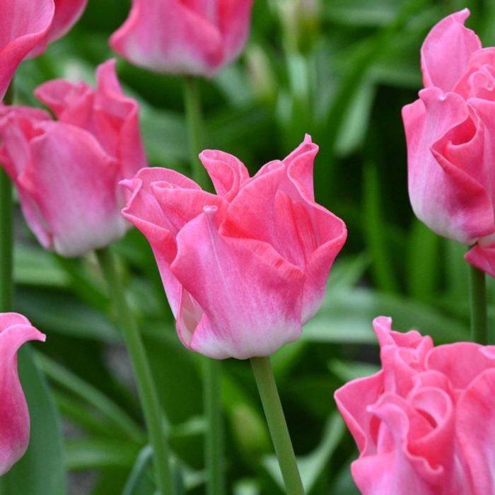 Tulipa 'Crown of Dynasty'  plant