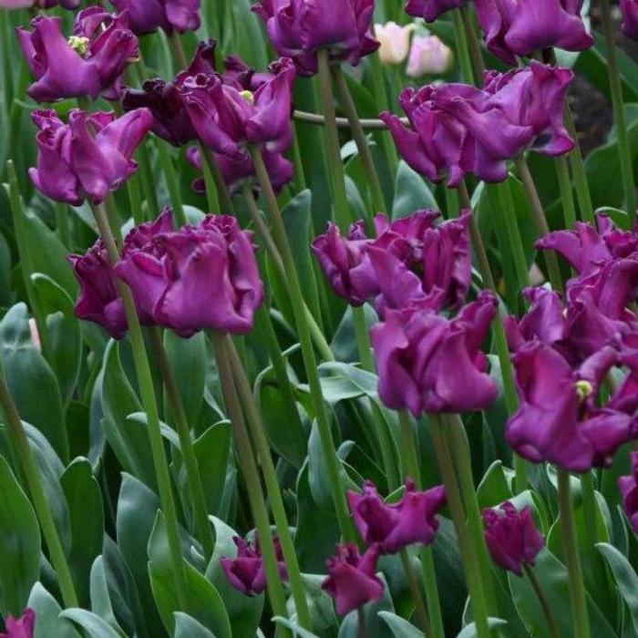 Tulipa 'Crown of Negrita' plant