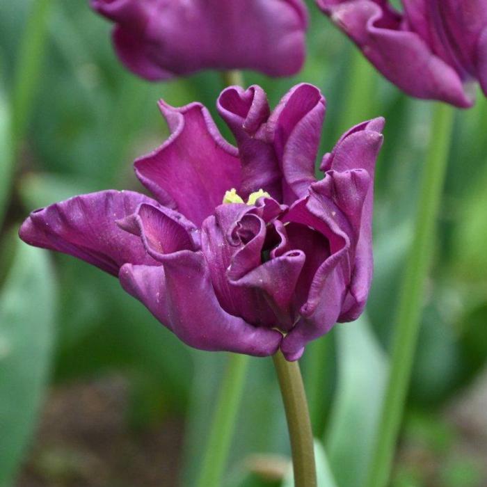 Tulipa 'Crown of Negrita' plant