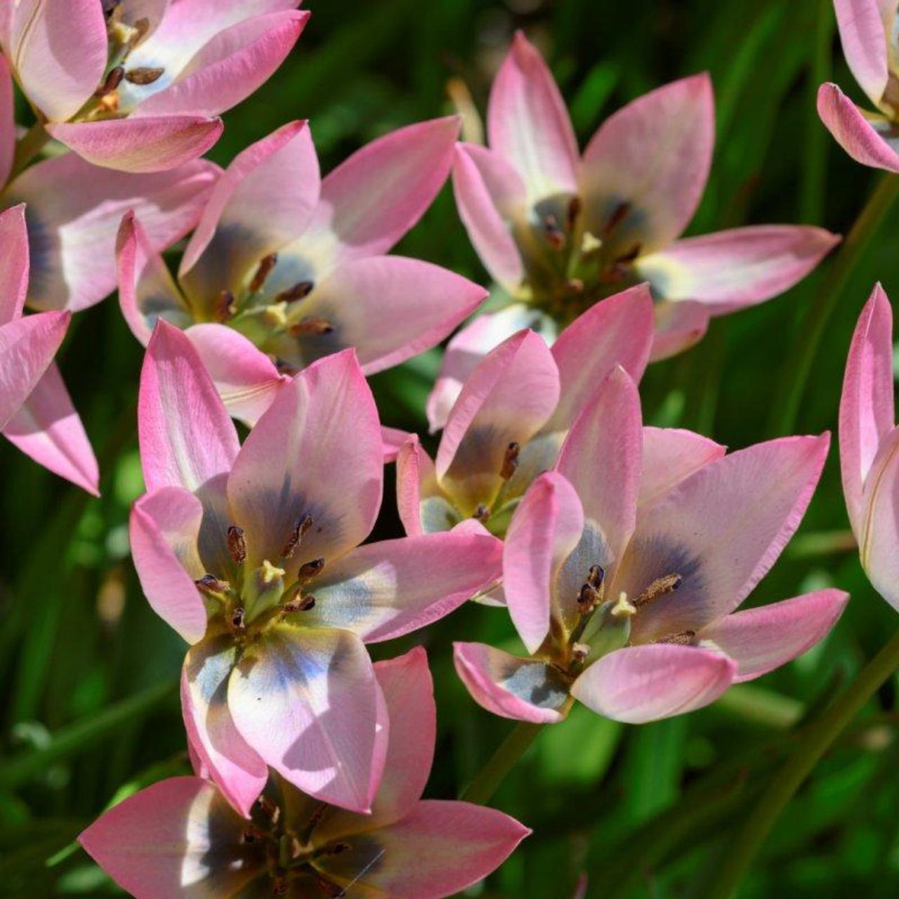 Tulipa 'Danique' plant