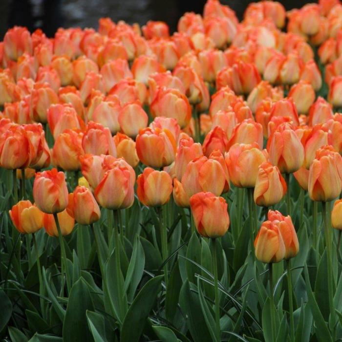 Tulipa 'Daydream' plant