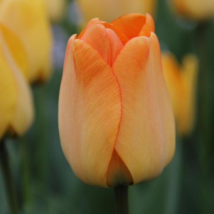 Tulipa 'Daydream' plant