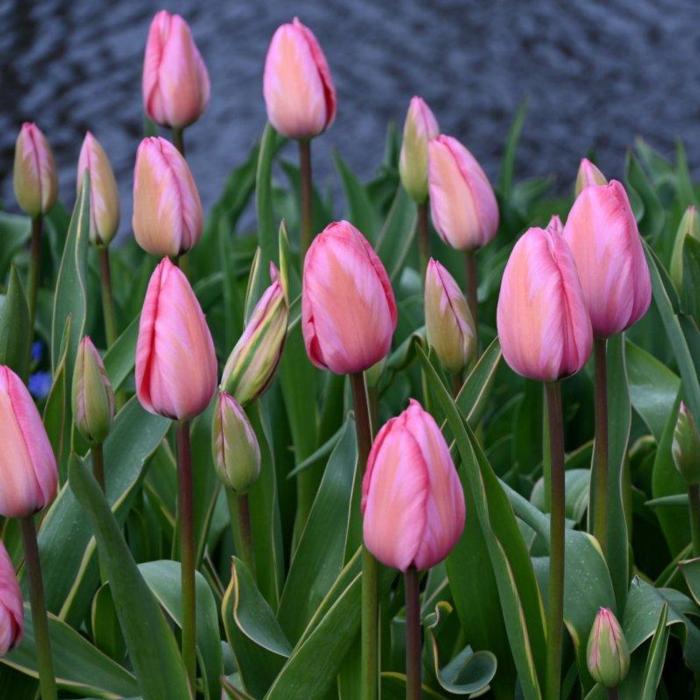 Tulipa 'Design Impression' plant