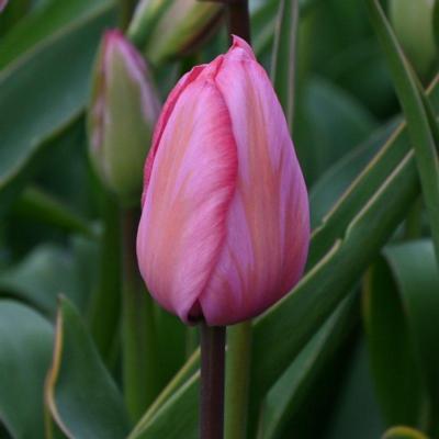 tulipa-design-impression