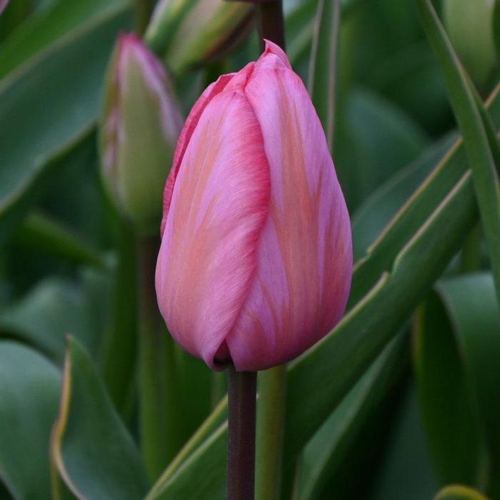 Tulipa 'Design Impression' plant