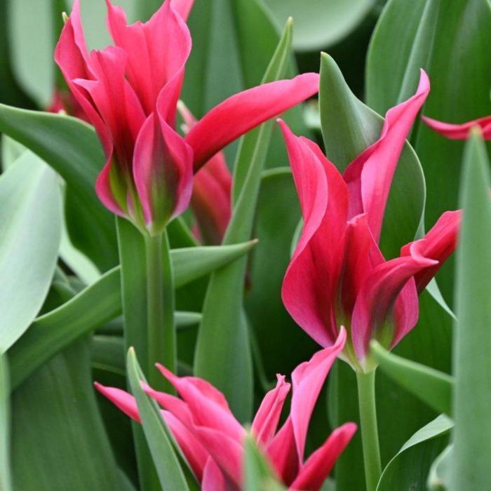 Tulipa 'Doll's Minuet' plant