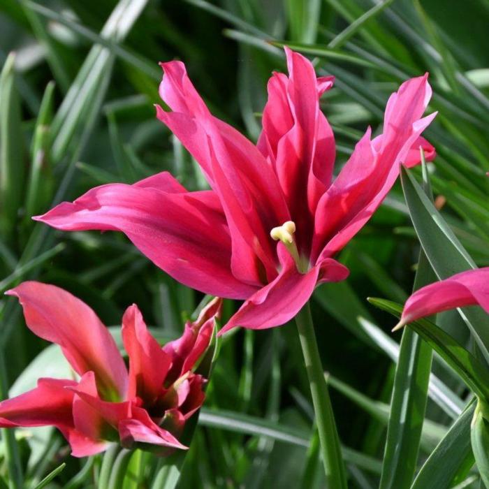 Tulipa 'Doll's Minuet' plant