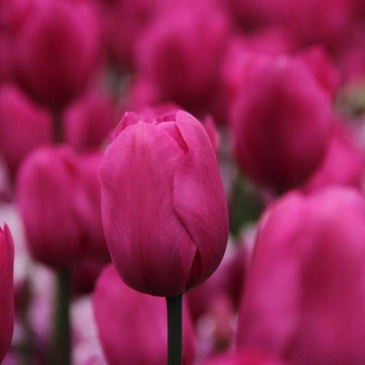 Tulipa 'Don Quichotte' plant