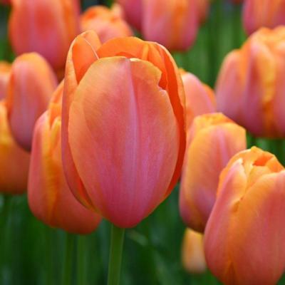 tulipa-dordogne