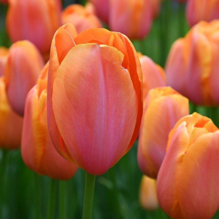 Tulipa 'Dordogne' plant