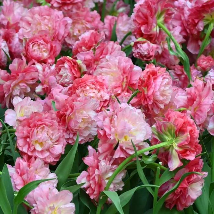 Tulipa 'Double Sugar' plant