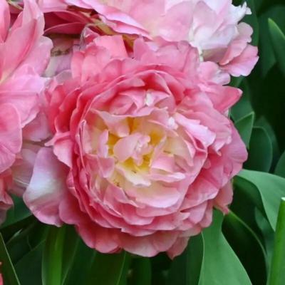 tulipa-double-sugar