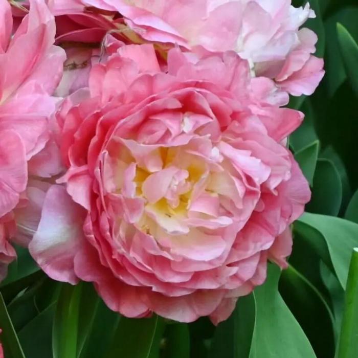 Tulipa 'Double Sugar' plant