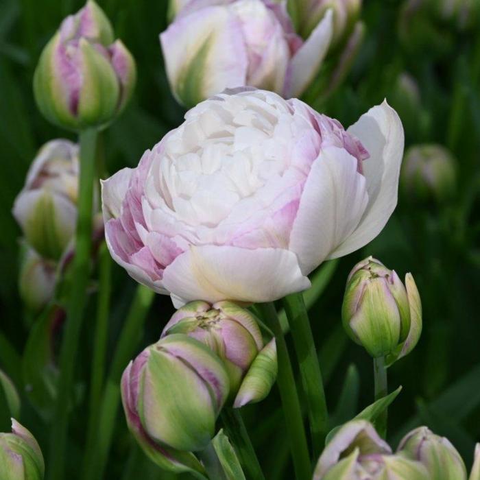 Tulipa 'Double Surprise' plant