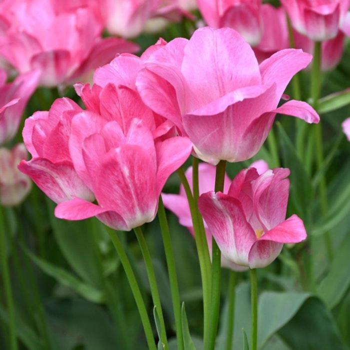 Tulipa 'Dream Club' plant