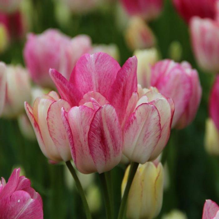 Tulipa 'Dream Club' plant