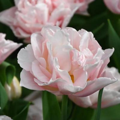 tulipa-dreamer