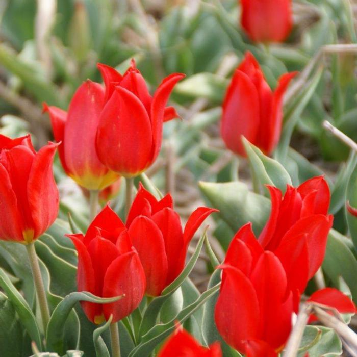 Tulipa 'Duc van Tol Cocchineal' plant