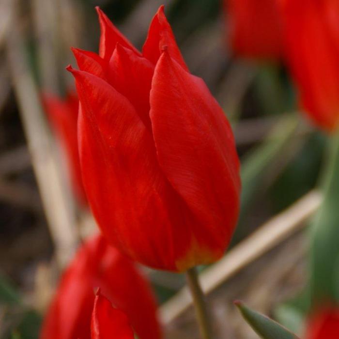 Tulipa 'Duc van Tol Cocchineal' plant