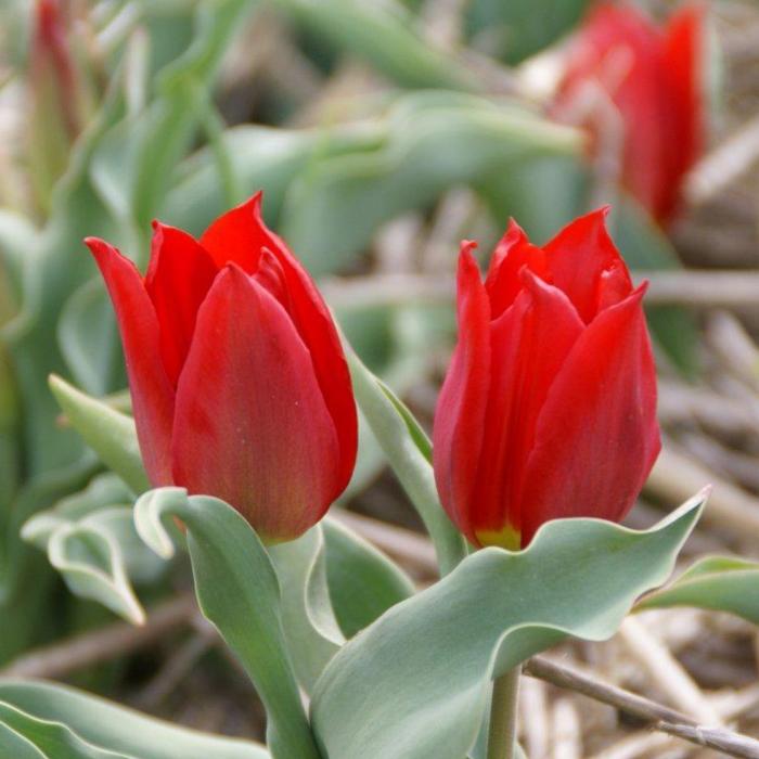 Tulipa 'Duc van Tol Max Cramoisie' plant