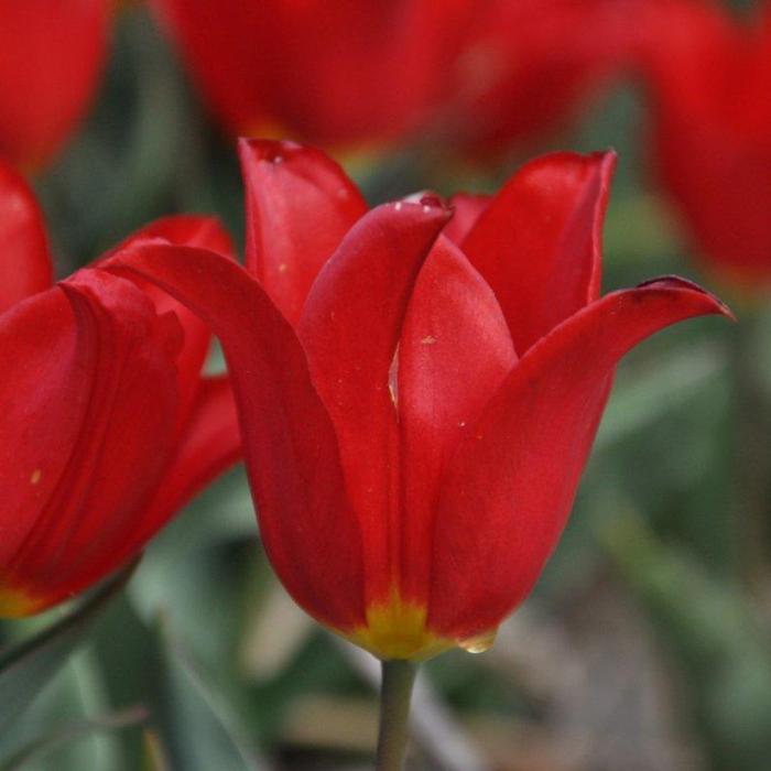 Tulipa 'Duc van Tol Max Cramoisie' plant