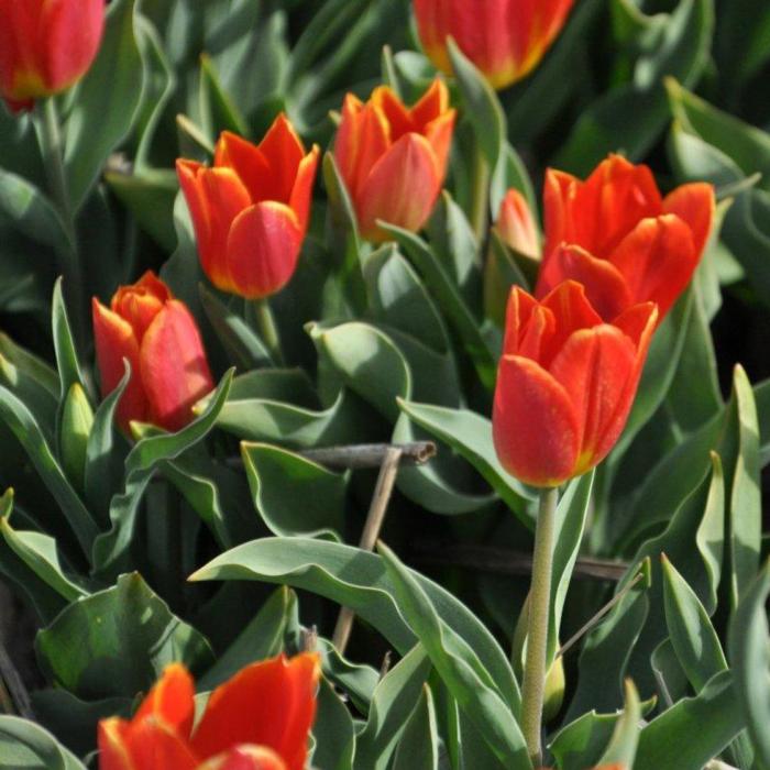Tulipa 'Duc van Tol Salmon' plant