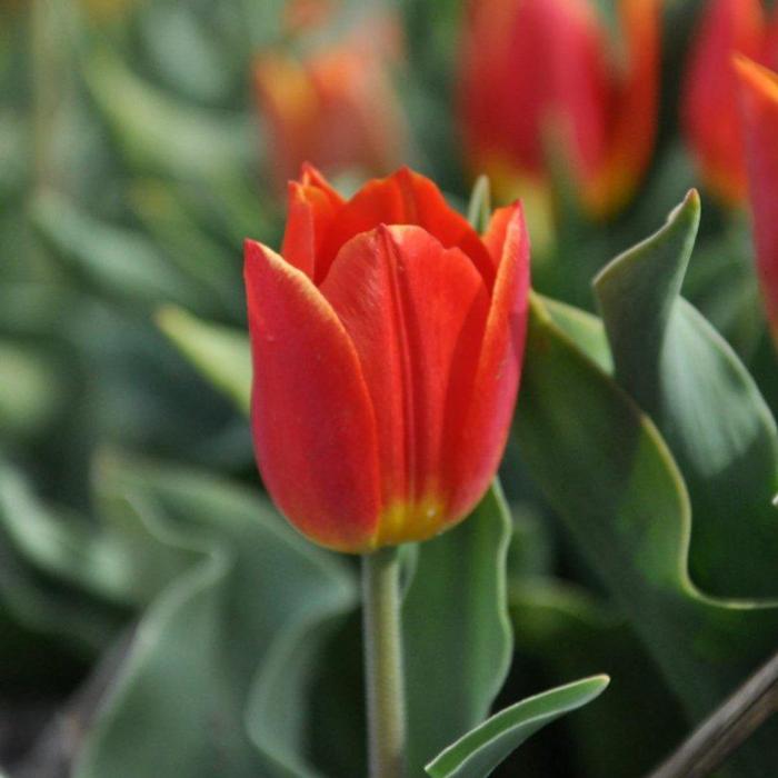 Tulipa 'Duc van Tol Salmon' plant