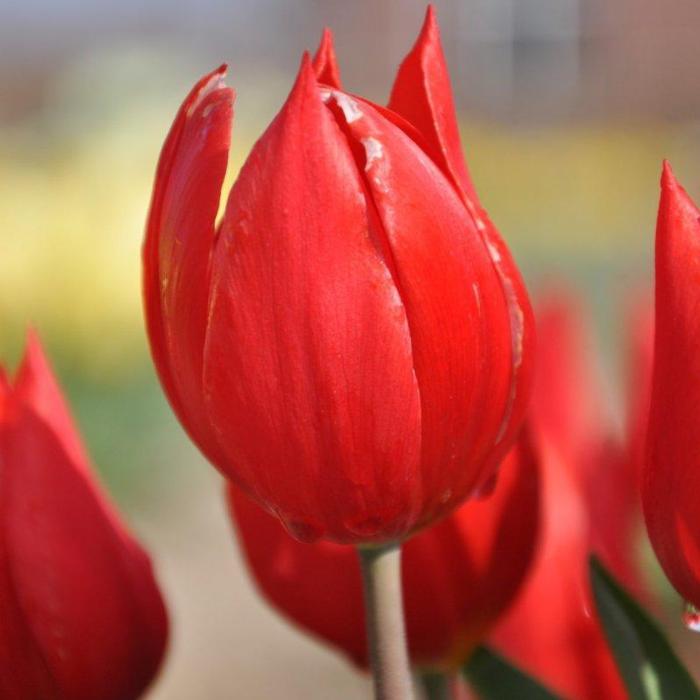 Tulipa 'Duc van Tol Scarlet' plant