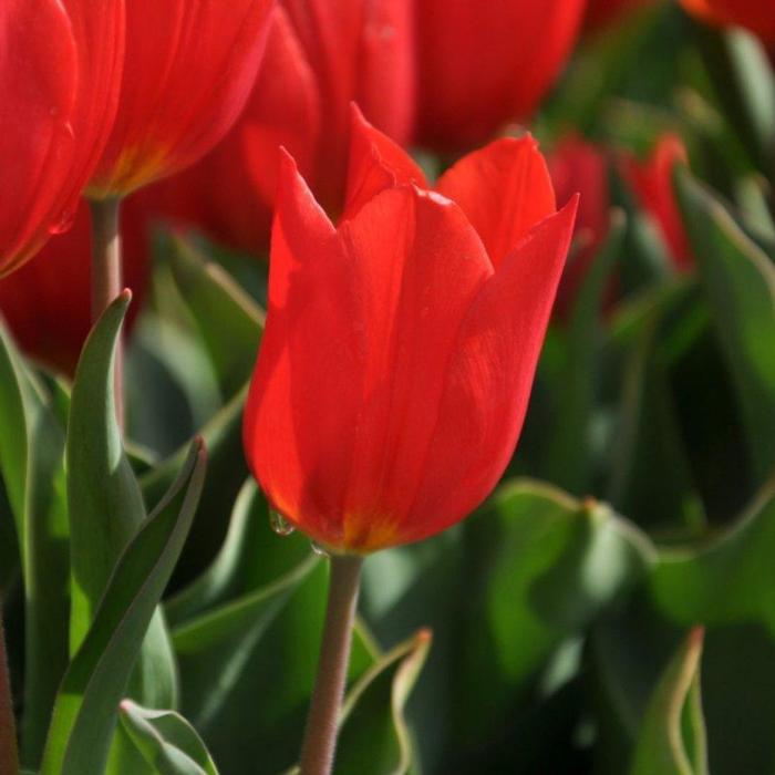 Tulipa 'Duc van Tol Scarlet' plant