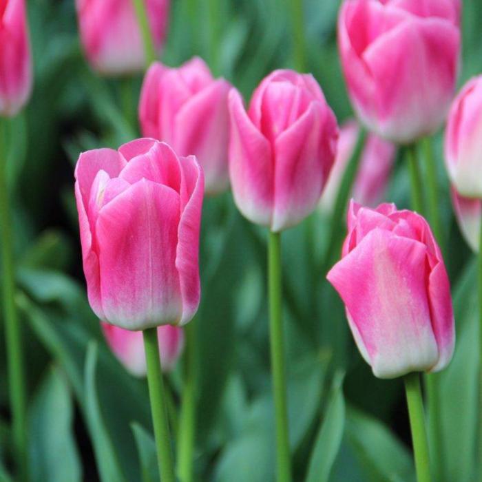 Tulipa 'Dynasty' plant