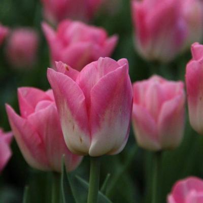 tulipa-dynasty