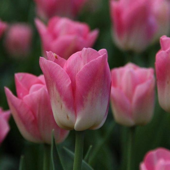 Tulipa 'Dynasty' plant