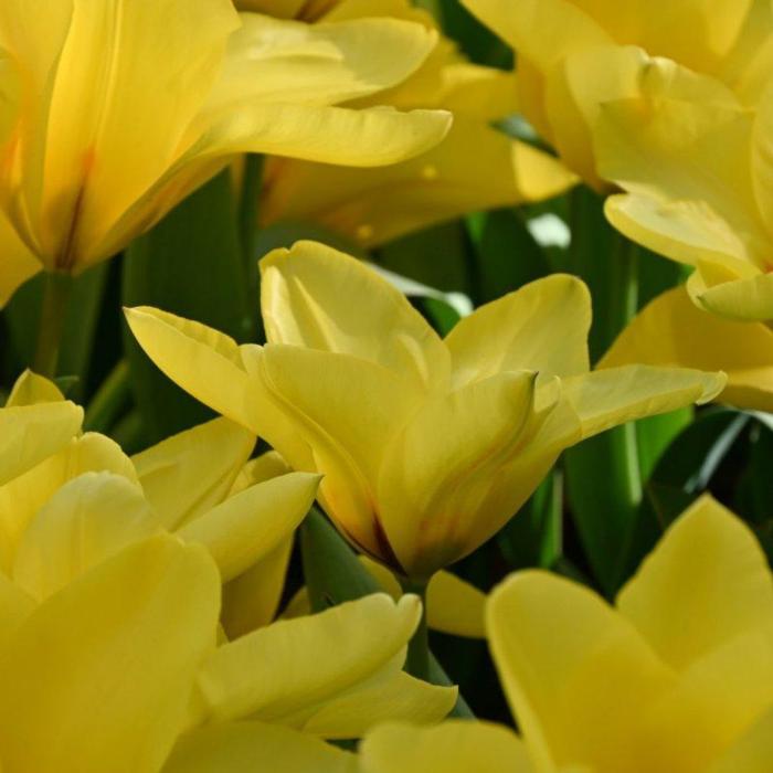 Tulipa 'Easter Parade' plant