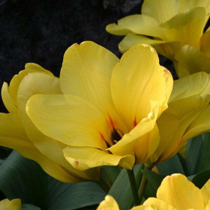 Tulipa 'Easter Parade' plant