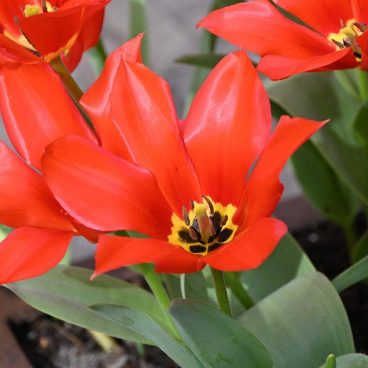 Tulipa Eichleri Clare Benedict Buy Plants At Coolplants Tulipa Eichleri Clare Benedict Buy Plants At Coolplants