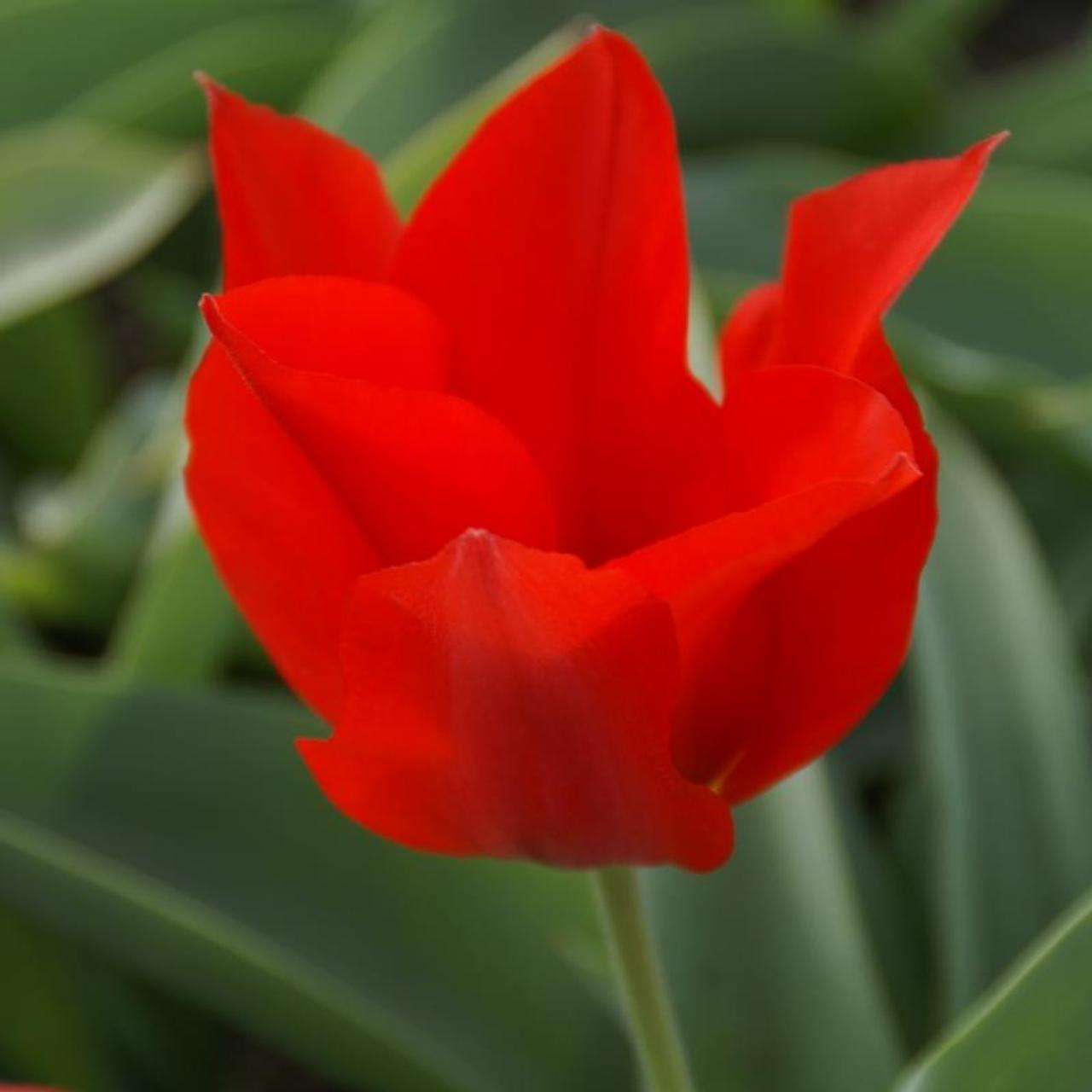 Tulipa eichleri plant