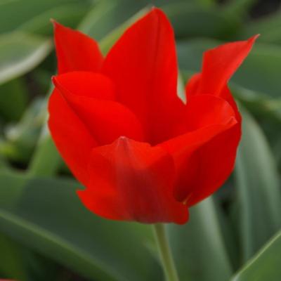 tulipa-eichleri