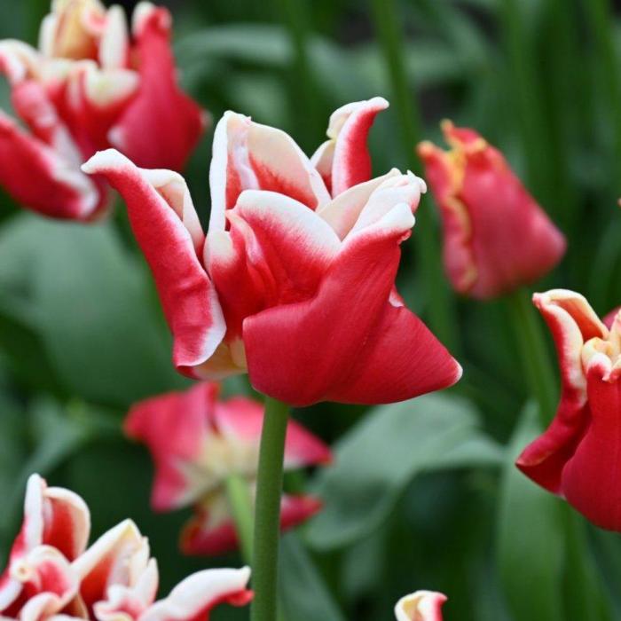Tulipa 'Elegant Crown' plant
