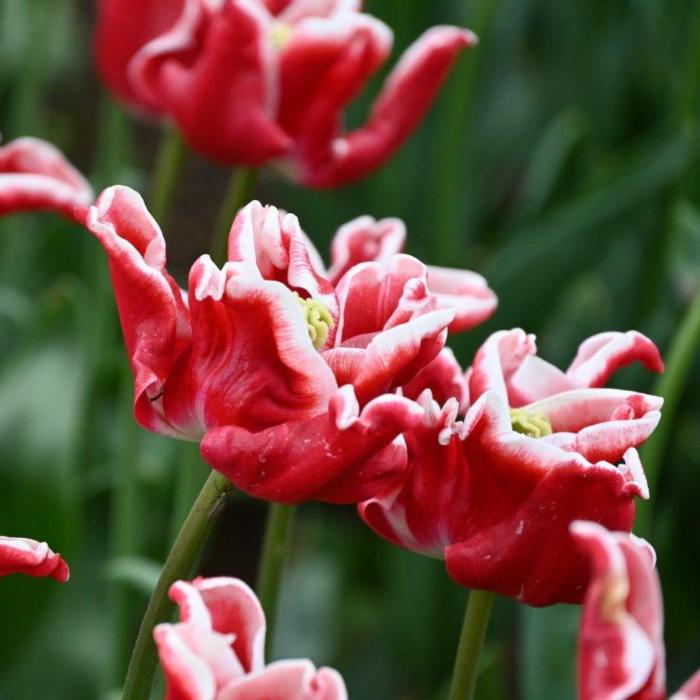 Tulipa 'Elegant Crown' plant