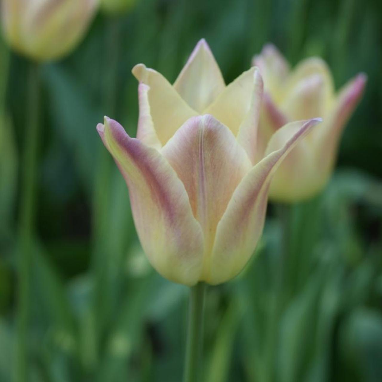 Tulipa 'Elegant Lady' plant