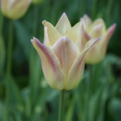 tulipa-elegant-lady