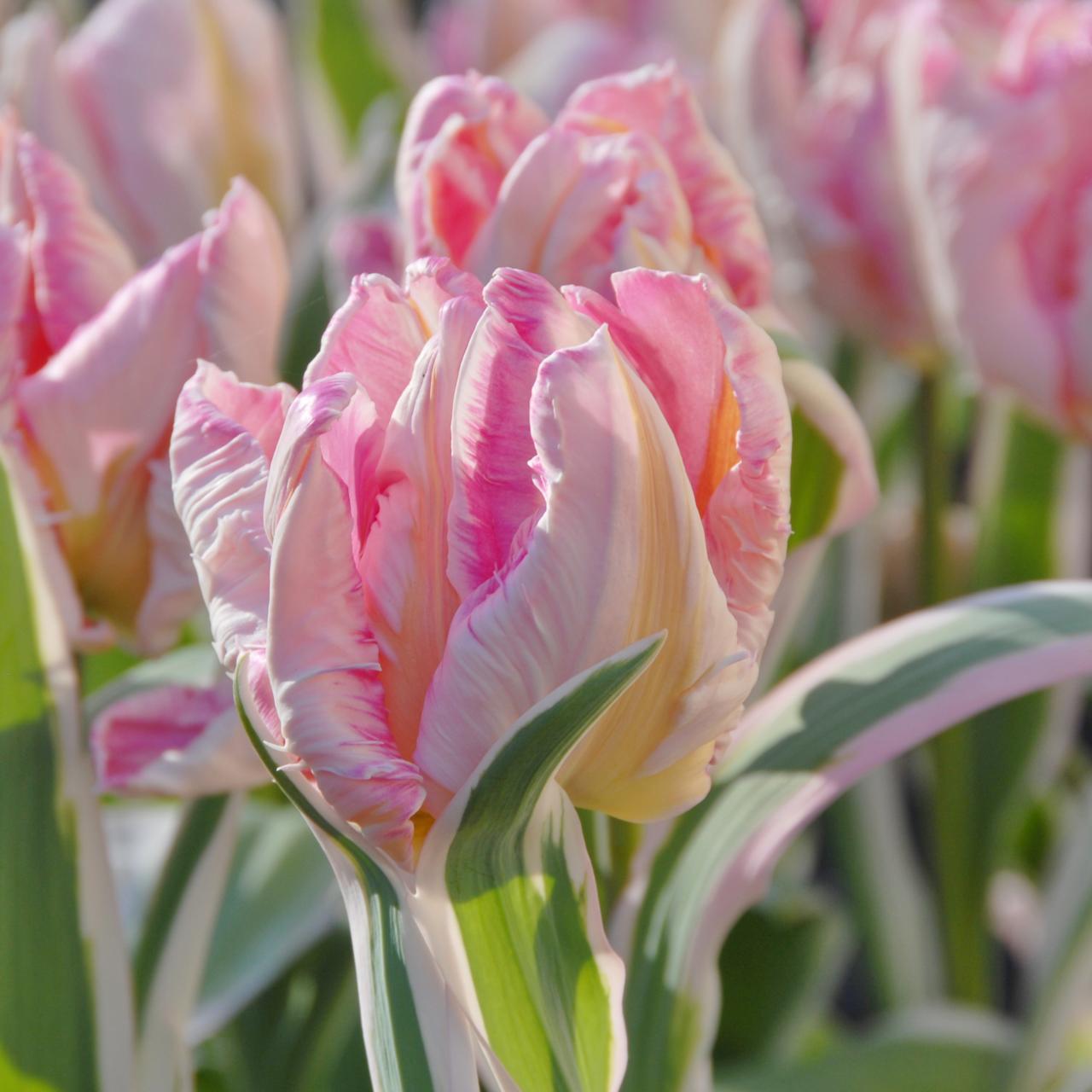 Tulipa 'Elsenburg' plant