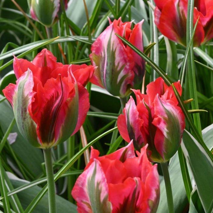 Tulipa 'Esperanto' plant