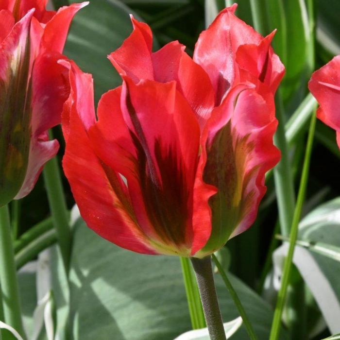 Tulipa 'Esperanto' plant