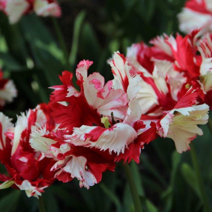 Tulipa 'Estella Rijnveld' plant