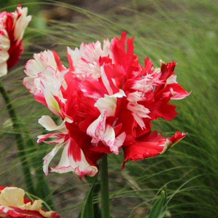 Tulipa 'Estella Rijnveld' plant