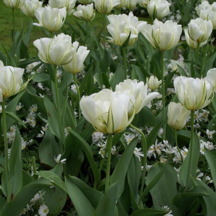 Tulipa 'Exotic Emperor' plant