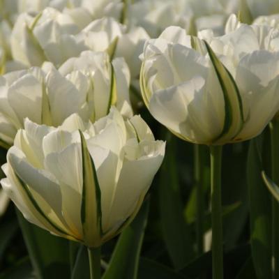 tulipa-exotic-emperor